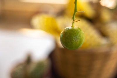 Close-up of fruit on tree