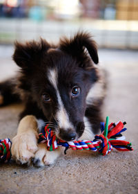 Close-up of dog