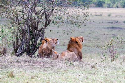 Lioness sitting on field