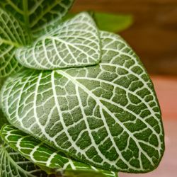 Close-up of green leaf