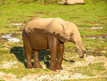 Elephant on grass