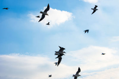 Low angle view of birds flying in sky