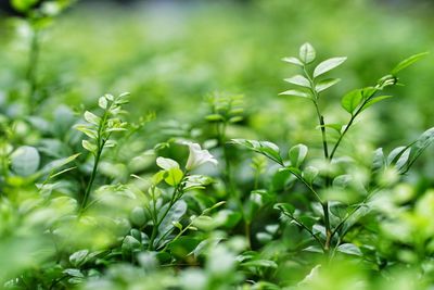 Close-up of flowering plants on field