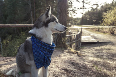 Dog looking away on field