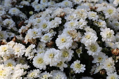 Close-up of white flowering plants