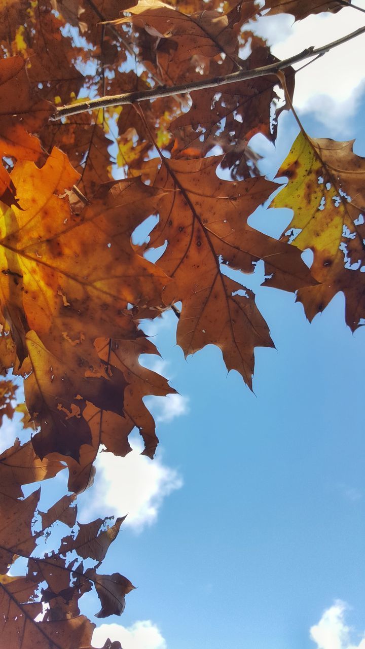 LOW ANGLE VIEW OF MAPLE LEAVES HANGING FROM TREE