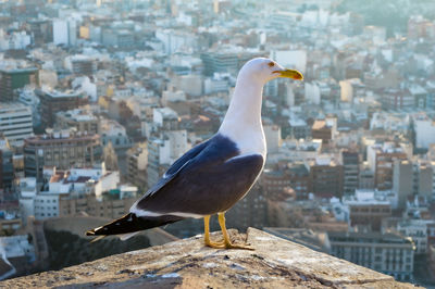 Seagull perching on a city