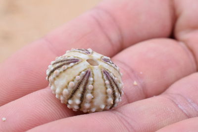 Close-up of sea shell in hand