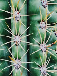 Full frame shot of succulent plant