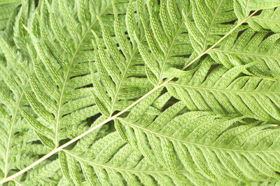 Full frame shot of green leaf