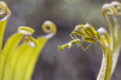 Praying mantis on leaf of fern
