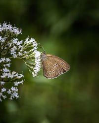Close-up of butterfly pollinating on flower