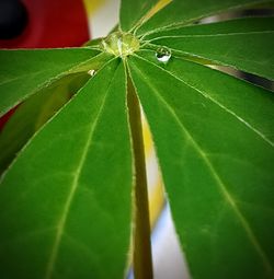 Close-up of insect on leaf