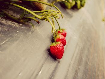 High angle view of strawberry growing on plant