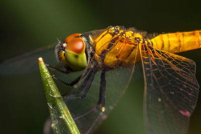 Close-up of insect on leaf