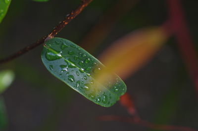 Close-up of raindrops on leaves