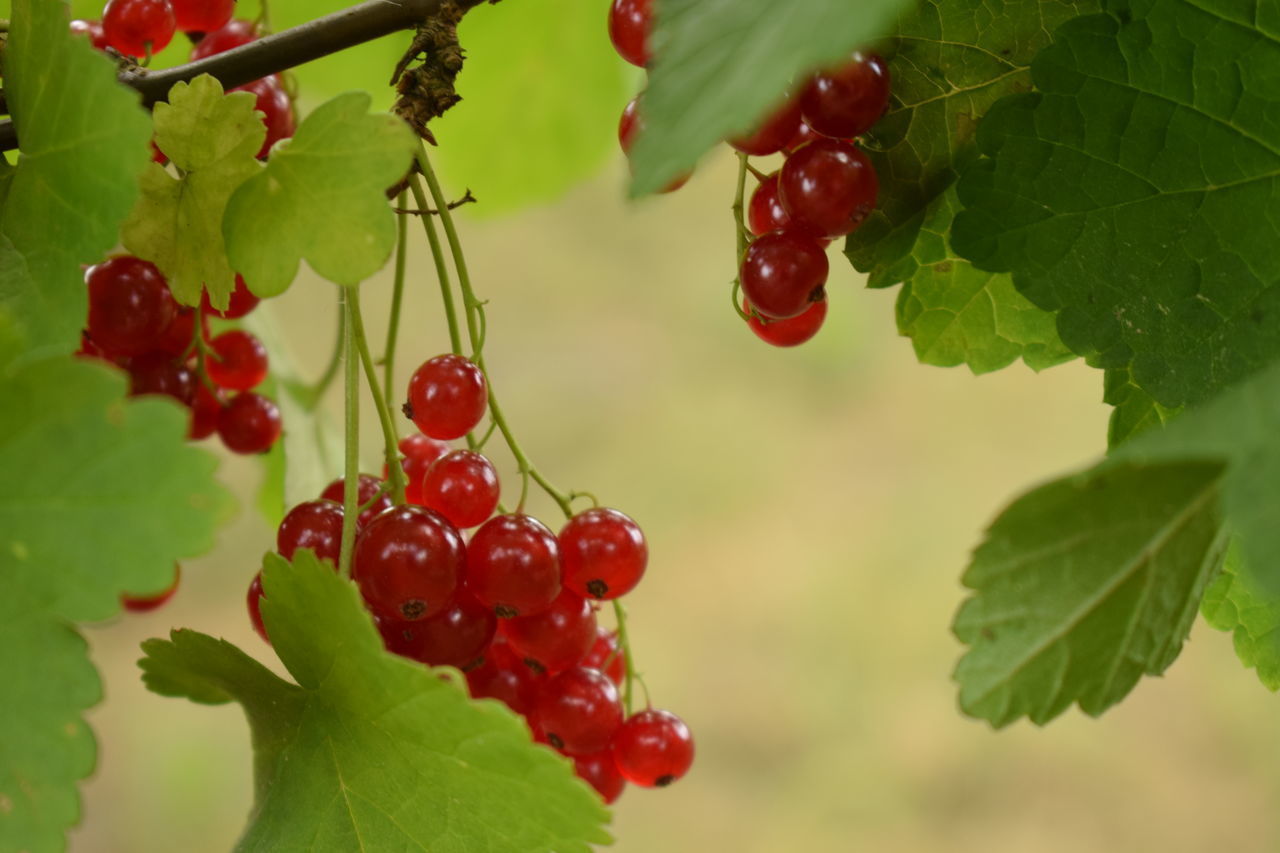 CLOSE-UP OF CHERRIES ON TREE