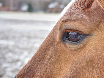 Close up of brown horse eye and his face with shallow depth of field