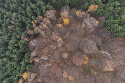 High angle view of plants