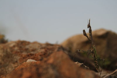 Close-up of dry leaf on rock