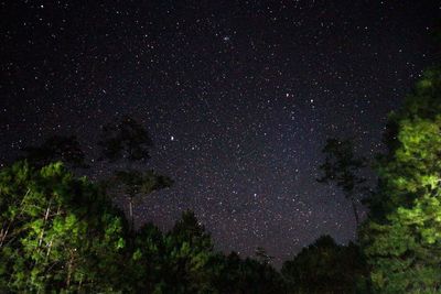 Low angle view of trees against sky at night