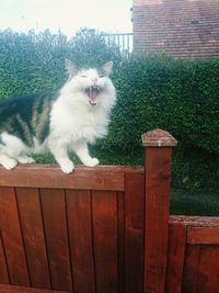 High angle view of cat by fence at yard