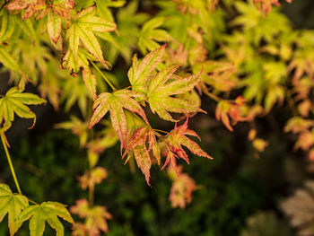 Close-up of autumnal leaves