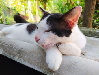 Close-up of a cat