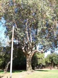 Trees in park