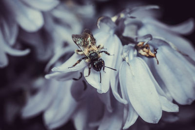 Close-up of insect on flower