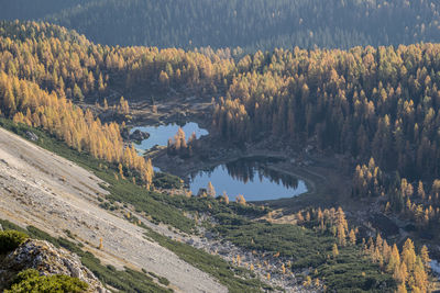 Scenic view of pine trees by lake in forest