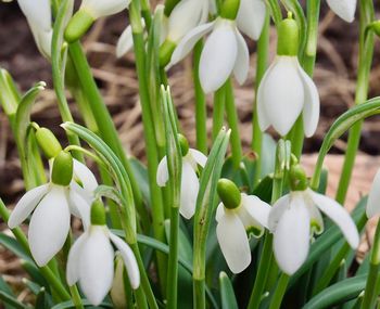 Close-up of white flowering plants