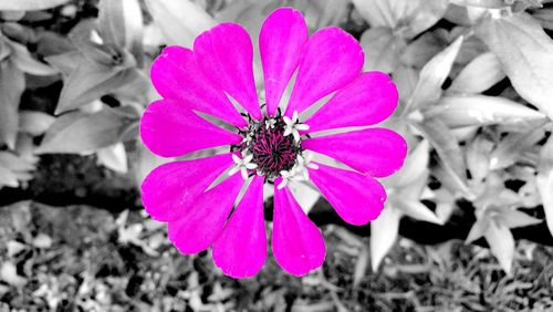 Close-up of pink flower blooming outdoors