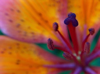 Close-up of flower