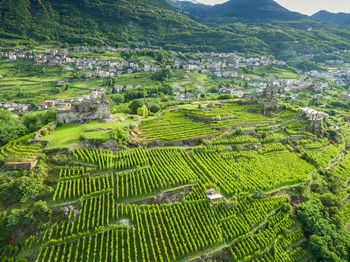 High angle view of agricultural field