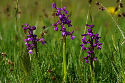 Close-up of purple flowering plants on field