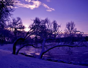 Bare trees on landscape against sky