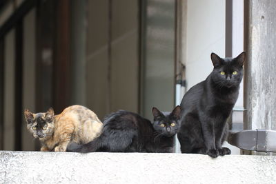 Portrait of cats sitting