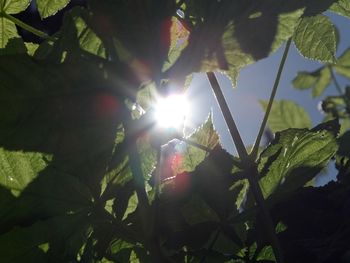 Sun shining through trees