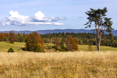 Trees on field against sky