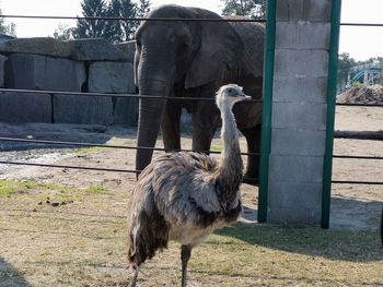 View of bird in zoo