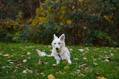 Portrait of white dog on grass