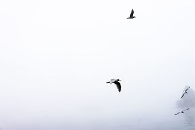 Low angle view of birds flying over white background