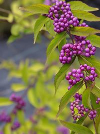 Close-up of grapes growing on plant