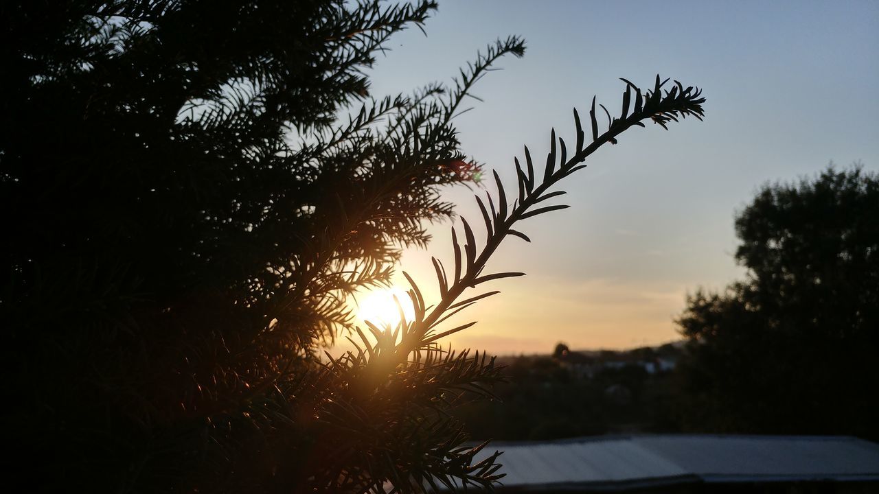 SILHOUETTE OF TREES AT SUNSET