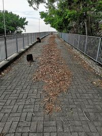 View of cat on footpath