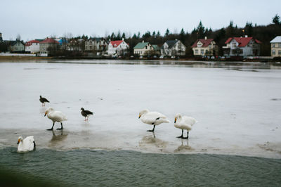 Birds in lake against sky