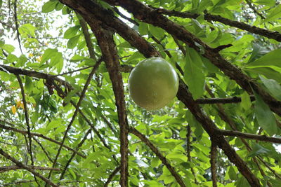 Low angle view of fruits hanging on tree