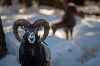 Close-up of goat