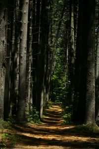 Pathway along trees in forest